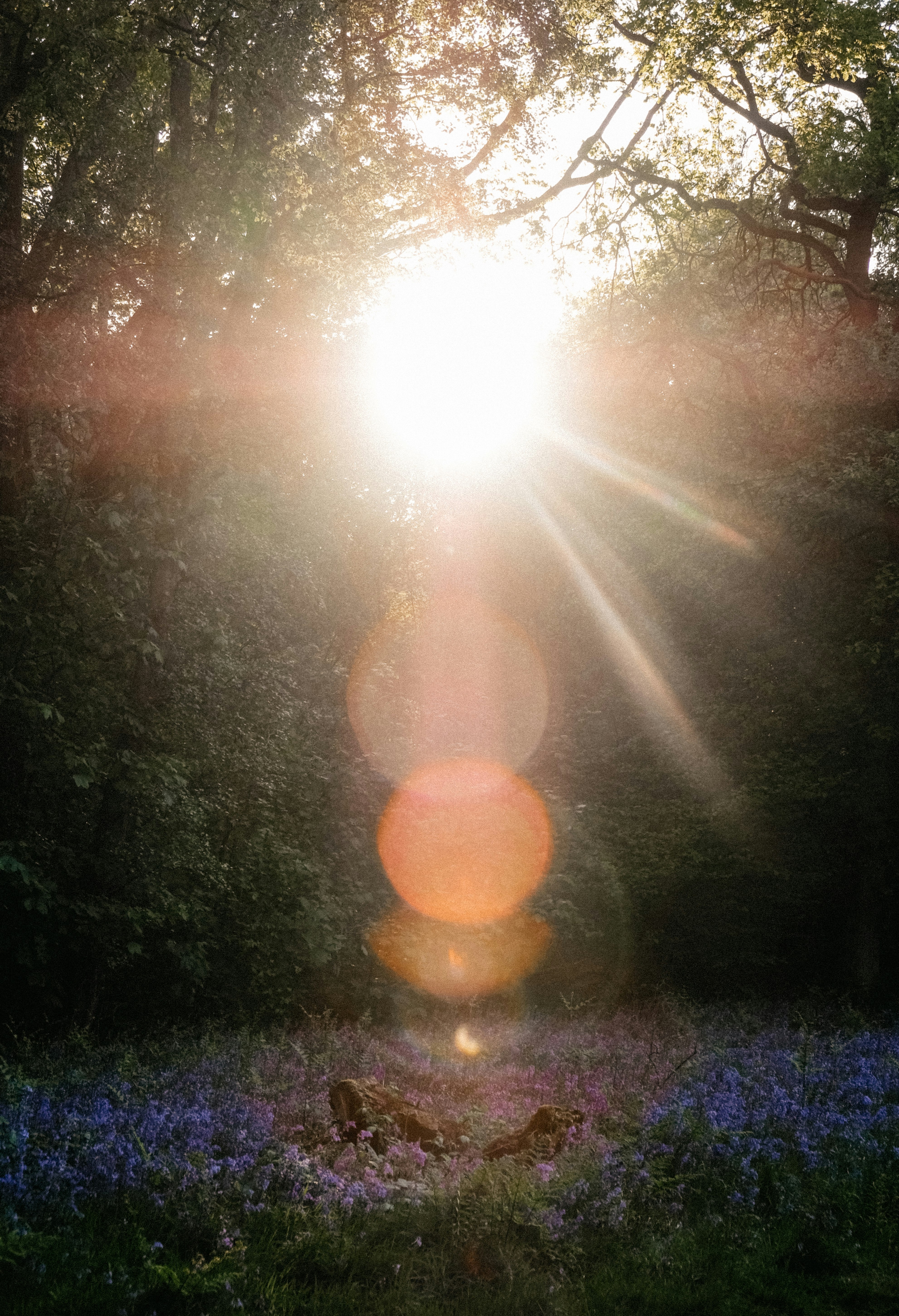 sun rays coming through trees